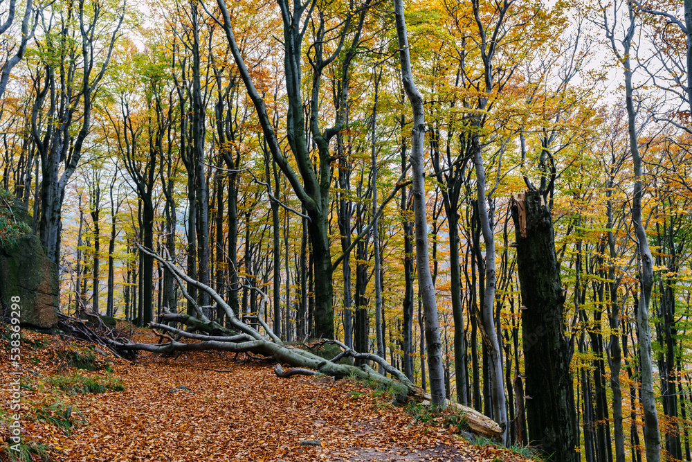 Naklejka premium Treas with colorful falling leafs in autumn woods