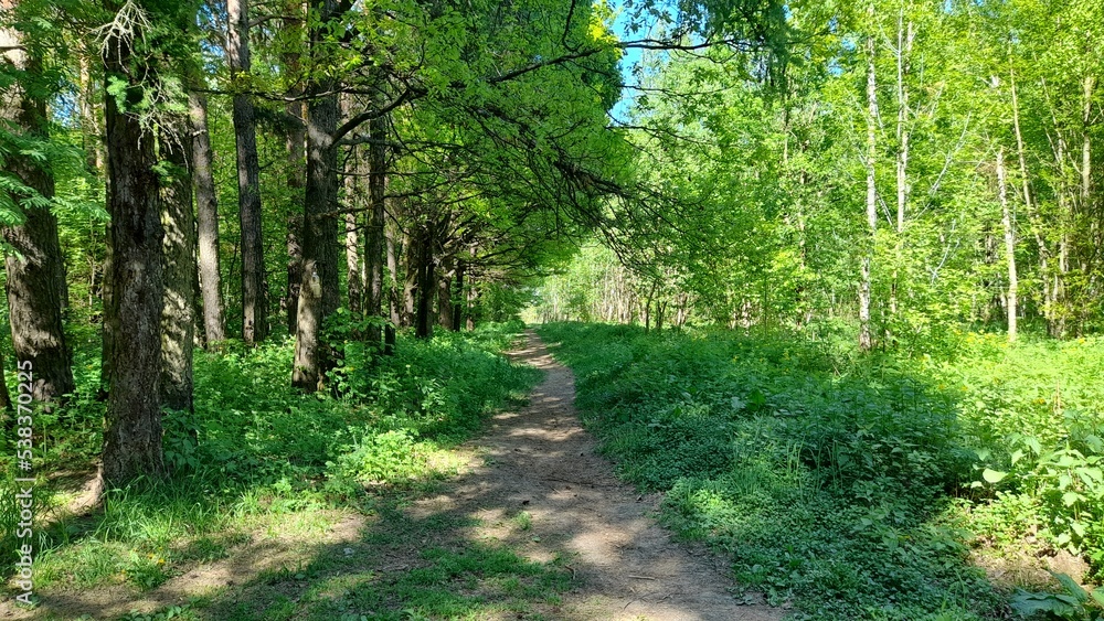A dense gorgeous beautiful green forest with a path trampled by walks. A sunny day in the park between old and young trees. A dense gorgeous beautiful green forest with a path trampled by walks. A sunny day in the park between old and young trees.