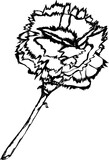 sketch of a flower - carnation