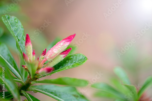 red desert rose or adenium with water droplets on the petals.Extreme shallow depth of field.
