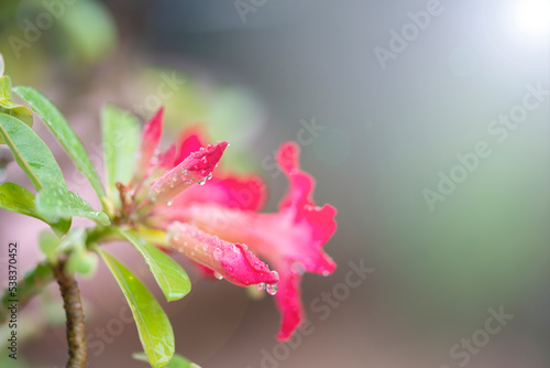 red desert rose or adenium with water droplets on the petals.Extreme shallow depth of field. © Sakorn