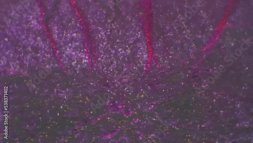 Dense connective tissue with tendon in longitudinal section filmed with 200 times magnification and cross light. Macro view of human inner body part for detailed anatomy investigation in a lab photo