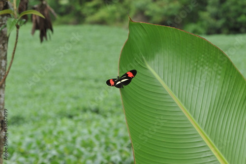 borboleta em cima de folha  photo