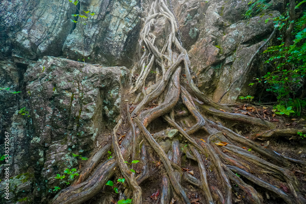 Mount Nokogiriyama, Okutama, Tokyo, Japan