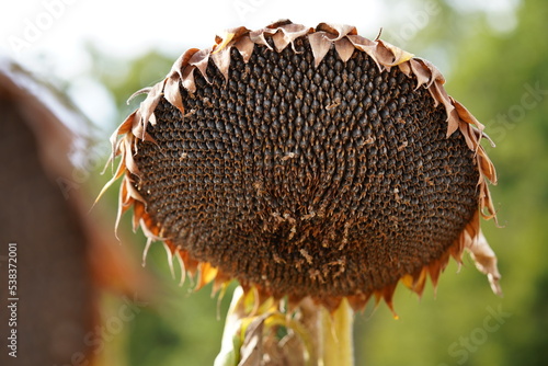 Tournesol prêt à récolter