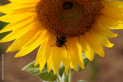Butinage de tournesol