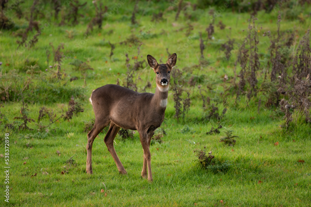 Majestic Roe deer on a late summer evening