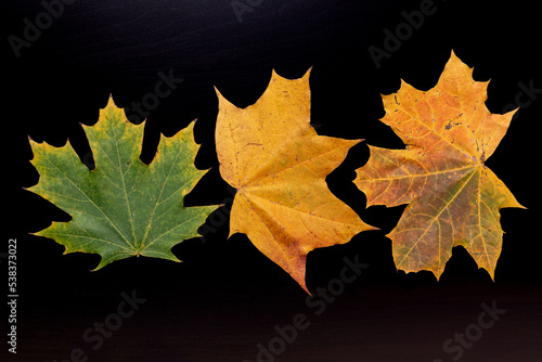 Three autumn maple leaves of green, yellow and orange colors isolated on black background