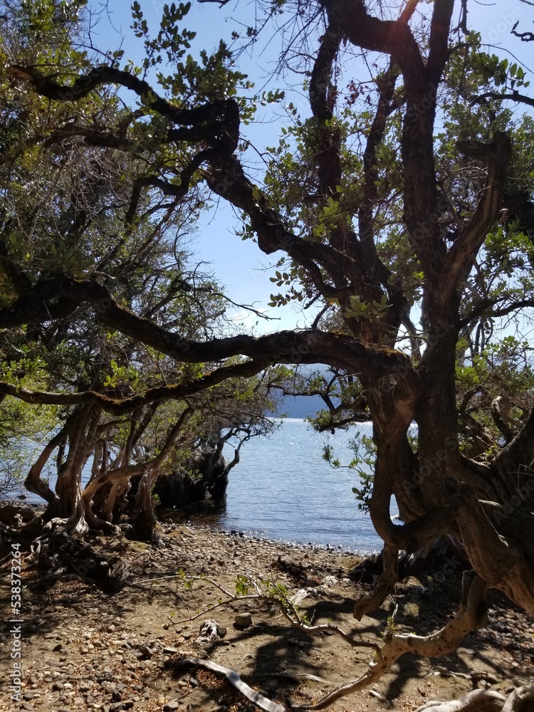 tree in the lake in San Martin de los Andes tree in the lake in San Martin de los Andes