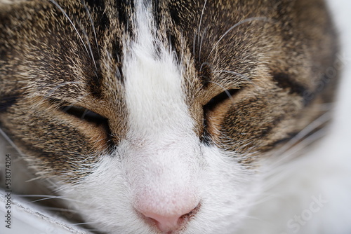Minet en gros plan