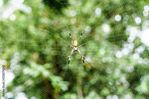 Spider in her spiderweb in a jungle in Costa Rica.