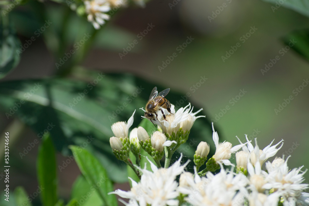 The multiple small white flowers, leaves and twigs of the small shrub Vernonia amygdalina being pollinated by the Africanized bee Apis mellifera scutellata The multiple small white flowers, leaves and twigs of the small shrub Vernonia amygdalina being pollinated by the Africanized bee Apis mellifera scutellata