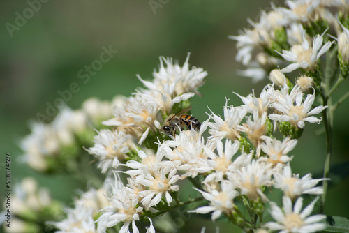 The multiple small white flowers  leaves and twigs of the small shrub Vernonia amygdalina being pollinated by the Africanized bee Apis mellifera scutellata