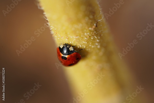 Coccinelle sur tige