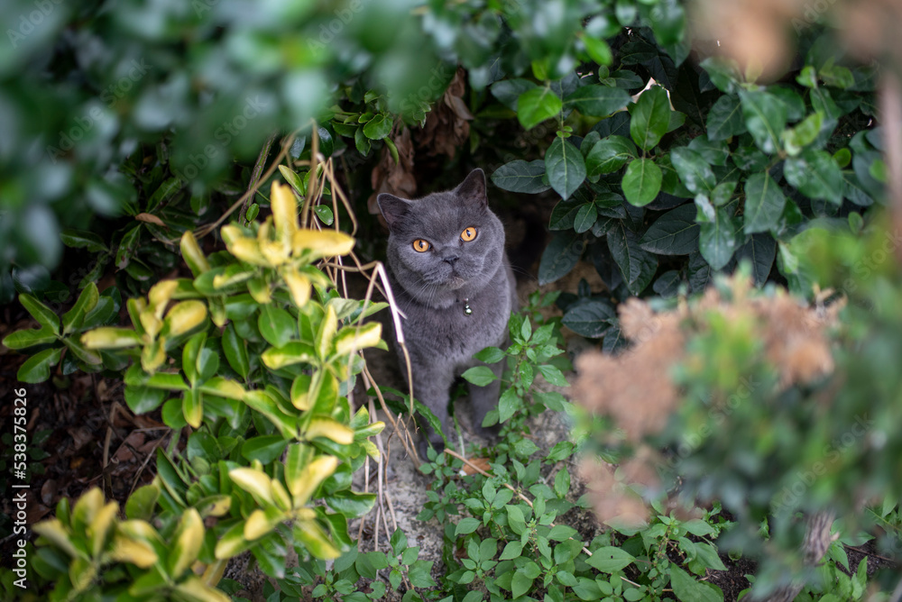 Cat in the Garden Cat in the Garden