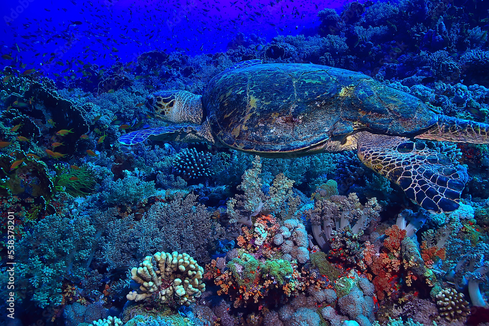 sea turtle underwater on a coral reef sea turtle underwater on a coral reef