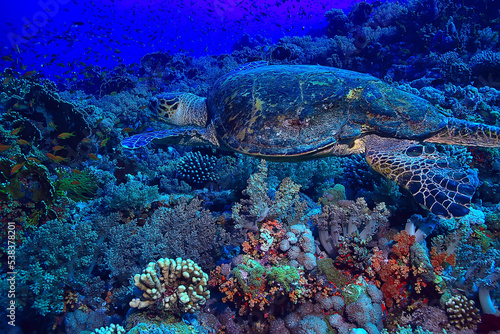 sea turtle underwater on a coral reef