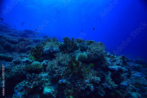 coral reef background, underwater marine life ecosystem ocean sea