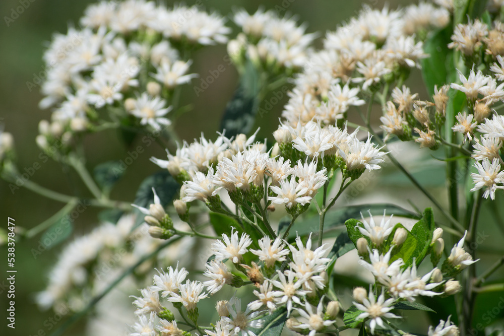 The multiple small white flowers, leaves and twigs of the small shrub Vernonia amygdalina being pollinated by the Africanized bee Apis mellifera scutellata The multiple small white flowers, leaves and twigs of the small shrub Vernonia amygdalina being pollinated by the Africanized bee Apis mellifera scutellata