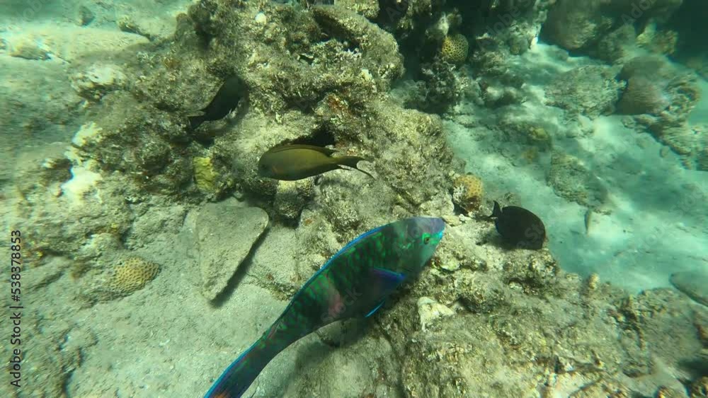 Close-up of coral reefs with big blue fish. Unique, amazing, underwater world of sea with beautiful corals and colorful fish. Blue, clear water. Diving, active tourism and rest. Close-up of coral reefs with big blue fish. Unique, amazing, underwater world of sea with beautiful corals and colorful fish. Blue, clear water. Diving, active tourism and rest.
