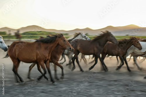 running horses  free horses