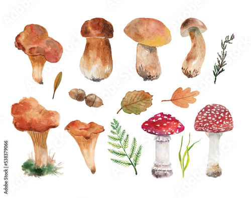 Collection of autumn mushrooms, hand drawing. Watercolor vector set of drawings of porcini mushrooms, chanterelle mushrooms, fly agaric, amanita mushrooms.