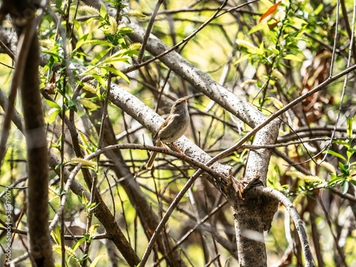 Japanese Bush Warbler perched in the bush in Izumi Forest photo