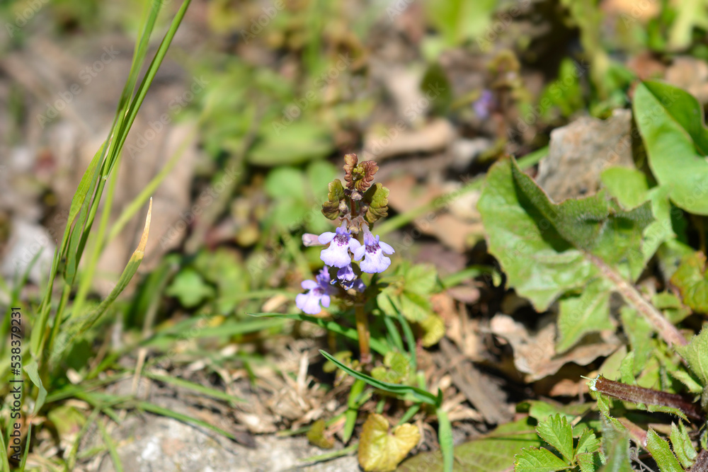 Ground-ivy