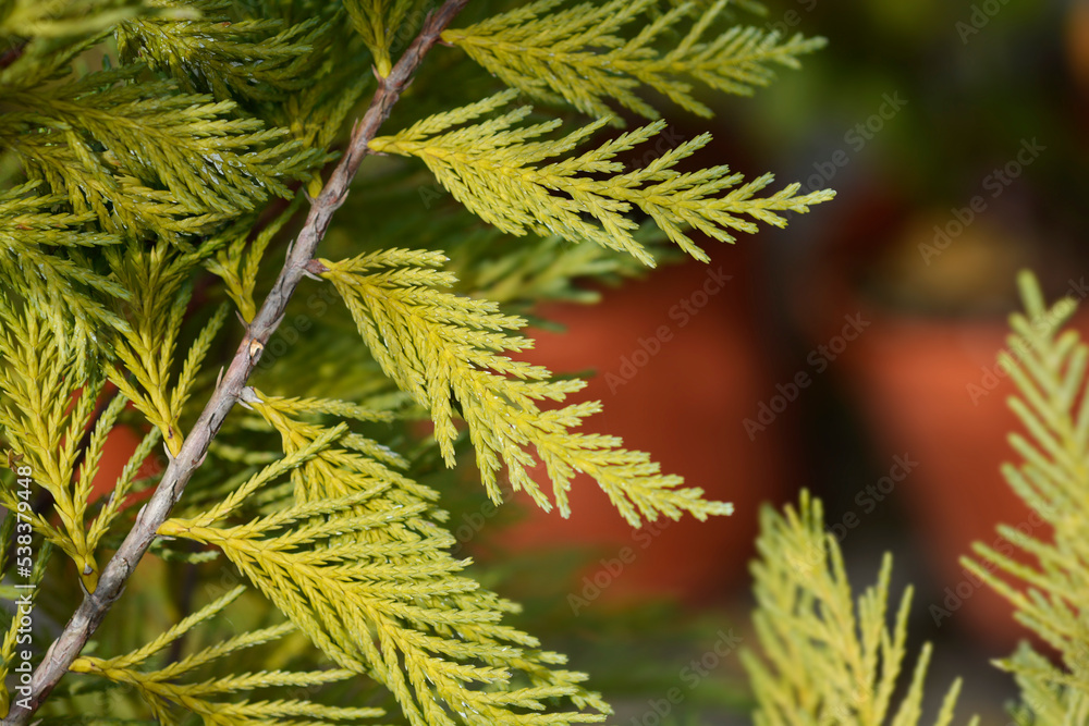 Leyland cypress Leyland cypress