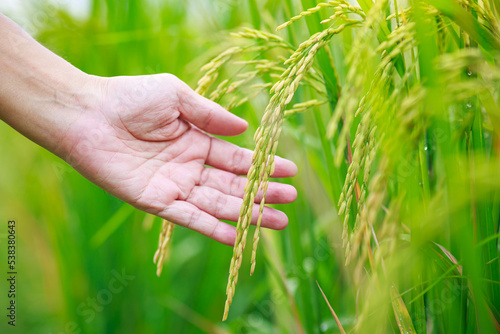 Hand of agriculturist touching golden ears of rice in the paddy field. Agriculture and harvesting farmer concept.
