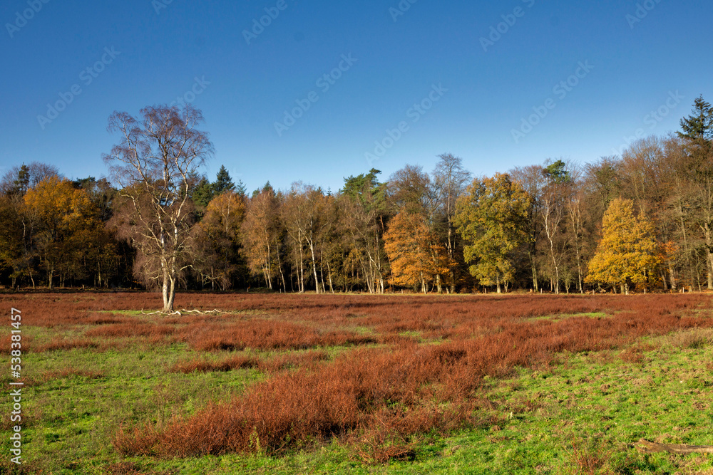 View over a field with autumn colours