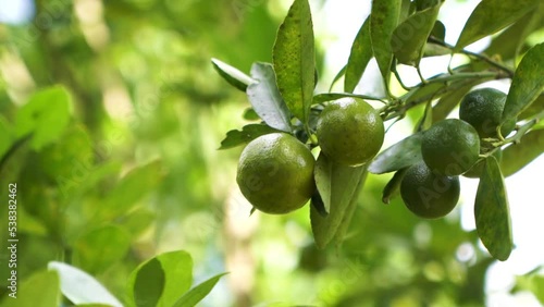 small orange in the garden