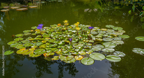 Valokuva Victoria cruziana or Santa Cruz giant water lily, native to South America (Family Nymphaeaceae)