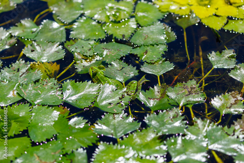 A water chestnut in the water photo