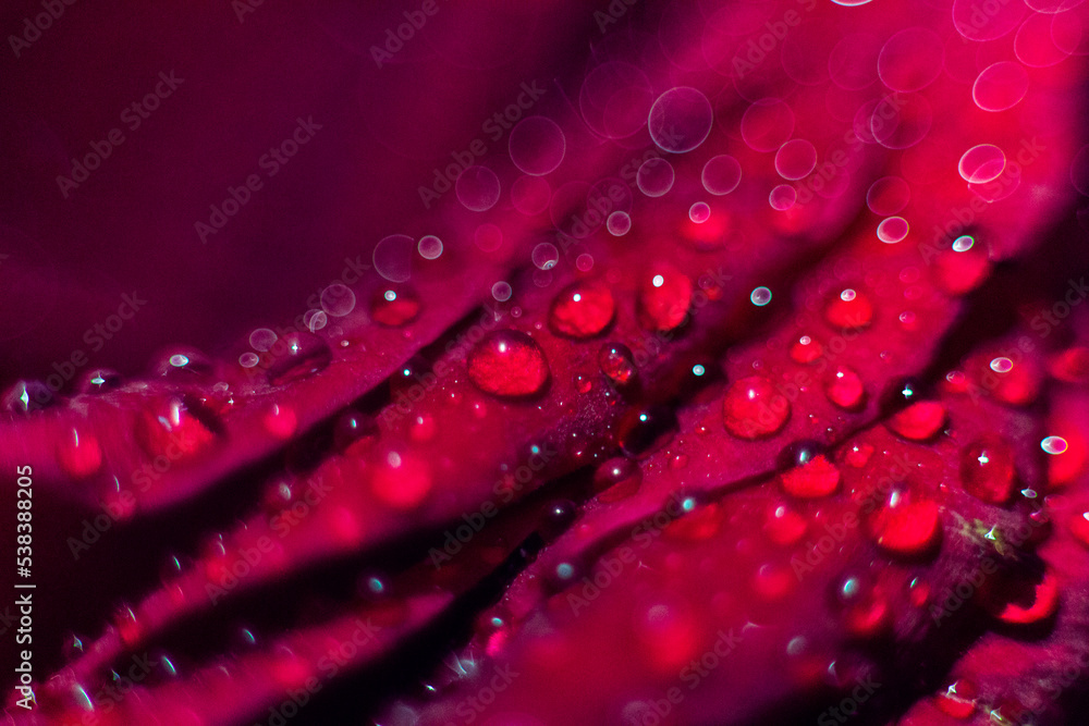 Macro shot of a rose flower petals with water drops Macro shot of a rose flower petals with water drops