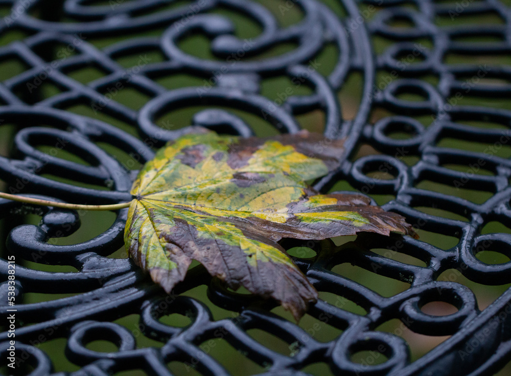 Fototapeta premium Rainy leaf on the garden table