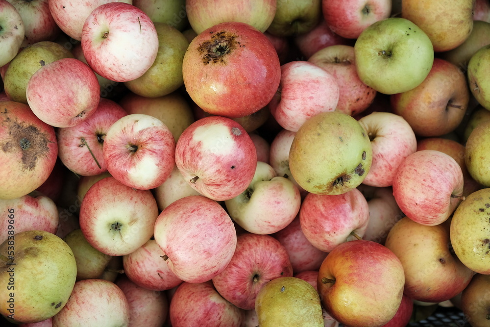 Φωτογραφία Grüne und rote Äpfel als Fallobst von der Streuobstwiese im Herbst in einem Gart