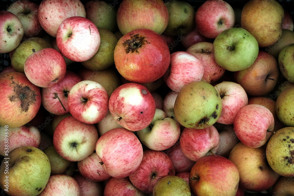 Φωτογραφία Grüne und rote Äpfel als Fallobst von der Streuobstwiese im Herbst in einem Gart