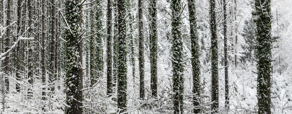 Kalter Winterwald im Januar Kalter Winterwald im Januar