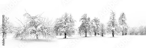 Schneebedeckte Obstbäume in einem Feld
