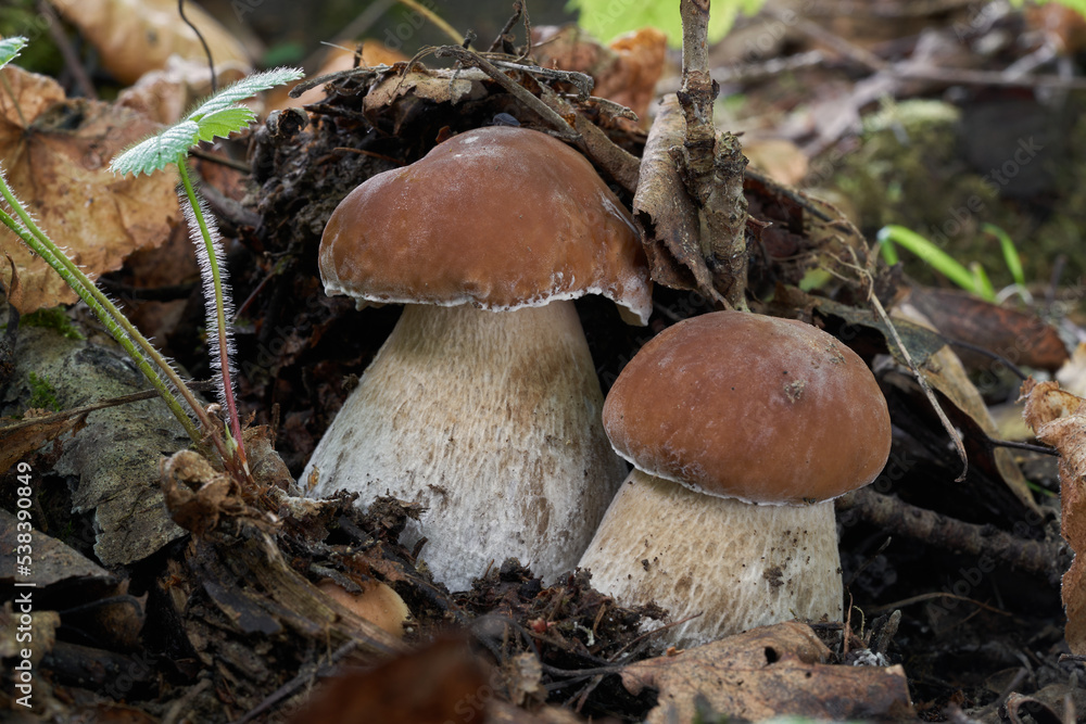 Two edible mushrooms Boletus edulis in the birch-spruce forest. Known as cep, penny bun, porcino or porcini. Wild mushrooms growing on the ground in the leaves. Two edible mushrooms Boletus edulis in the birch-spruce forest. Known as cep, penny bun, porcino or porcini. Wild mushrooms growing on the ground in the leaves.