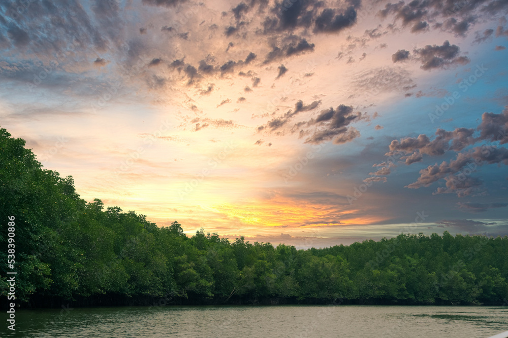 Mangrove trees forest with scenic evening sky at Krabi, Thailand