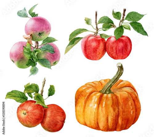 Watercolor set of red and pink apples with leaves, orange pumpkin isolated on white background.