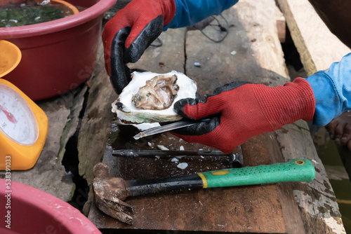 The local fisher, at Krabi, Thailand, is trying to open up or to shuck a fresh oyster that is grown in the fish cage