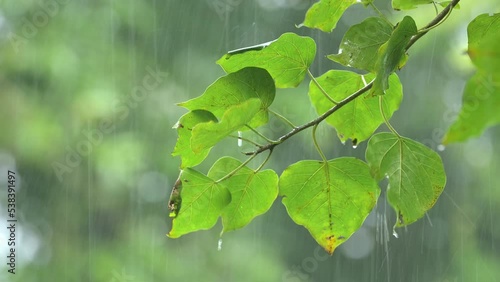 Raining shower in the dense forest, close-up of rainfall in jungle, water droplets fixed on green leaves, Raining day in tropical forest. rain drop on bodhi leaf.Heavy Rain Falling on bodhi Tree Leaf.