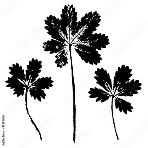 A set of leaves of a field herbaceous plant on a long stem. Ink print of leaf texture isolated on white background. Elements of nature for your design.