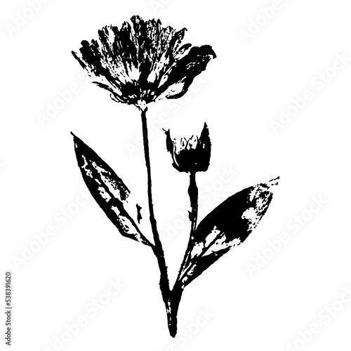 Ink stamp of marigold flower texture with leaves, stem and bud. Natural element isolated on white background.