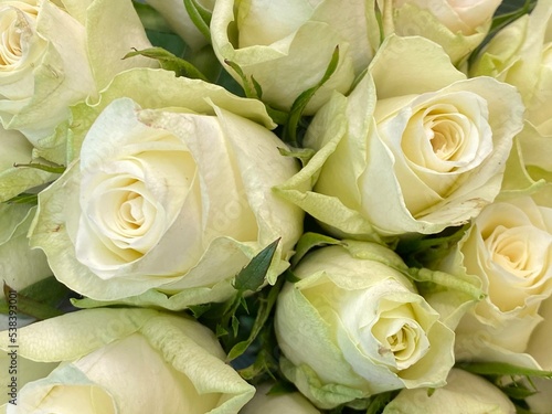 bouquet of white roses