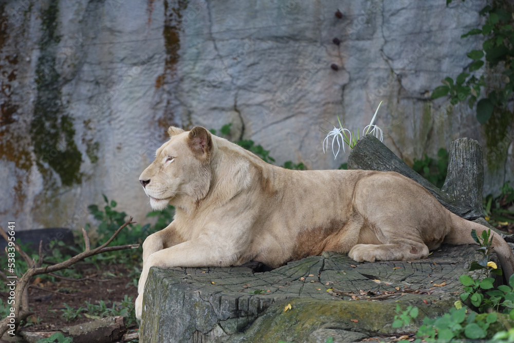 The female fat lion is rest under tree in garden The female fat lion is rest under tree in garden