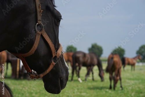 Horse watching other horses on a grass field, small depth of field